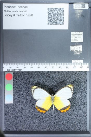 Media type: image;   Entomology 74536